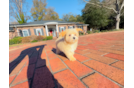 Maltipoo Pup Being Cute