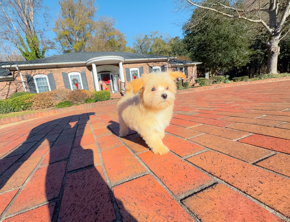 Maltipoo Pup Being Cute