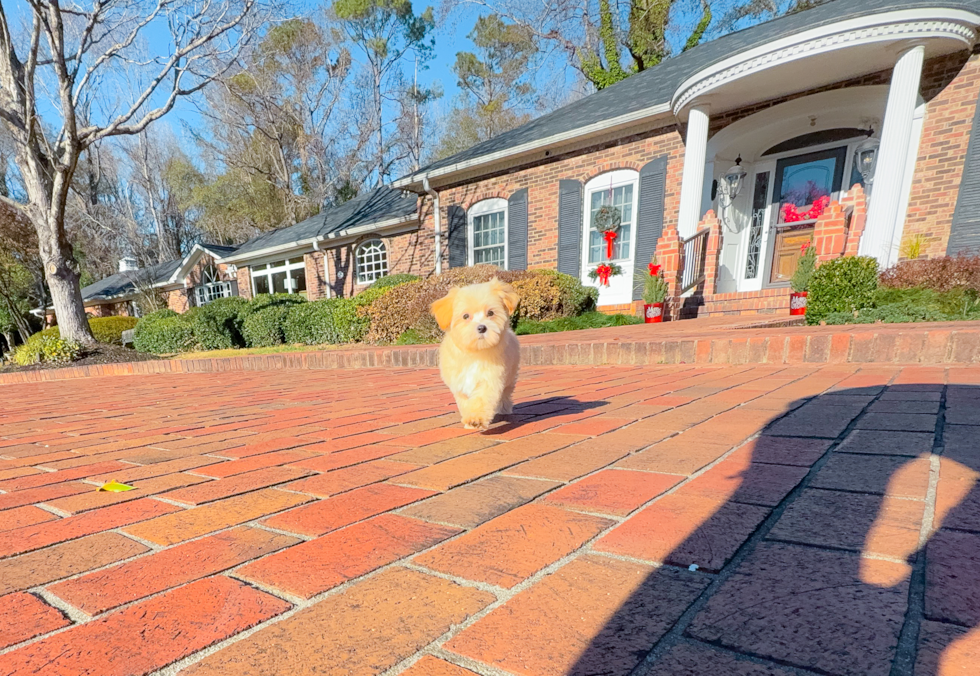 Cute Malt a Poo Poodle Mix Puppy