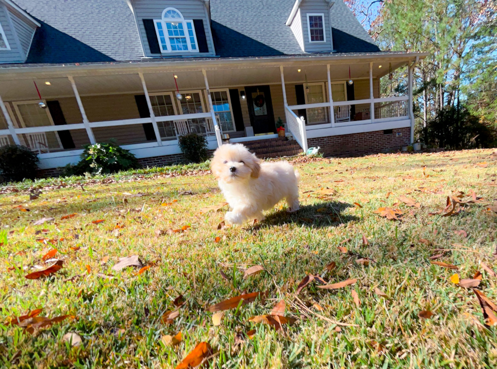 Maltipoo Puppy for Adoption
