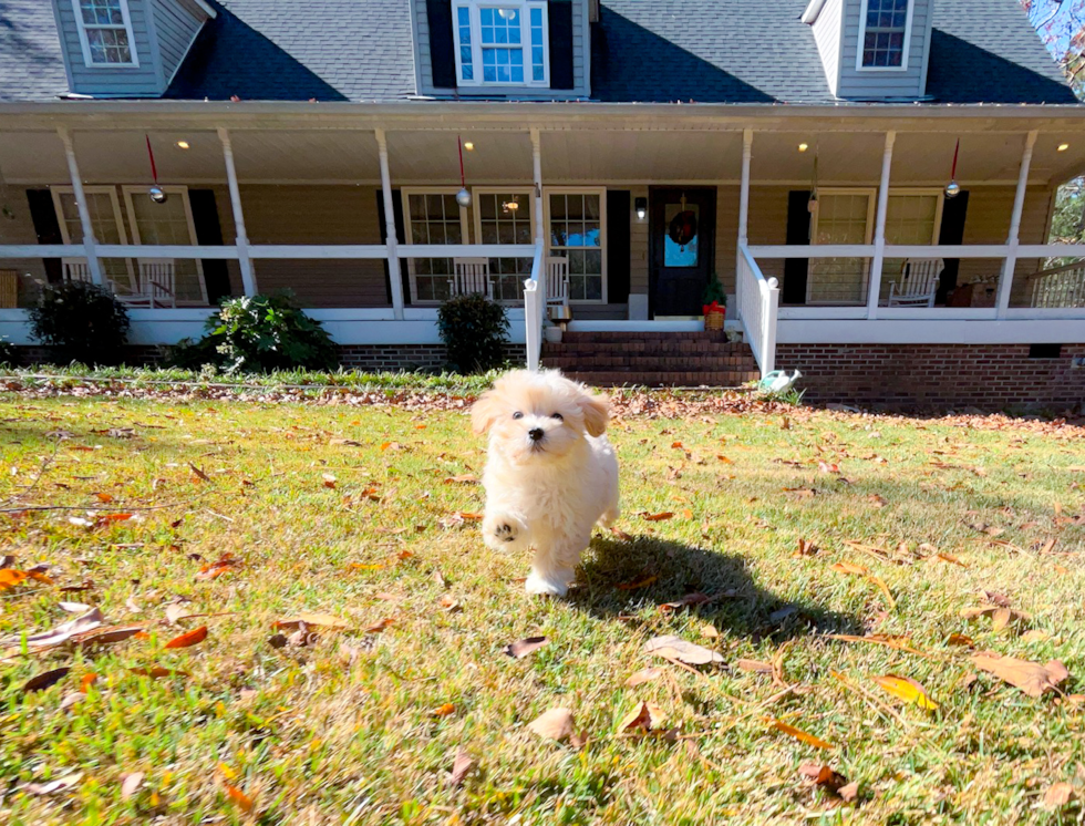 Cute Maltipoo Poodle Mix Pup