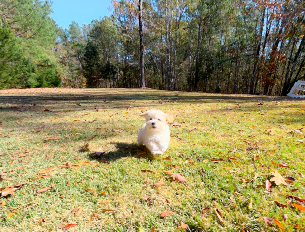 Cute Malt a Poo Poodle Mix Puppy