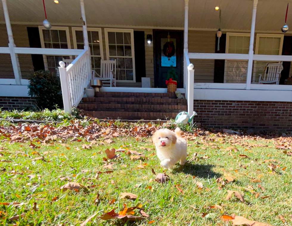 Maltipoo Puppy for Adoption