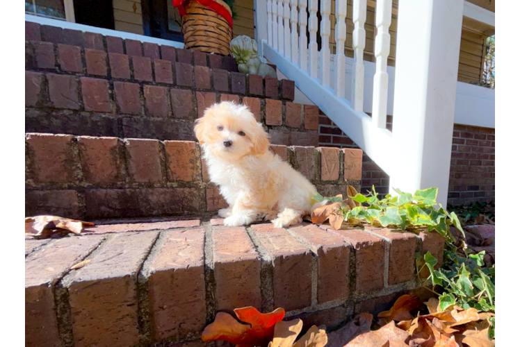 Maltipoo Pup Being Cute