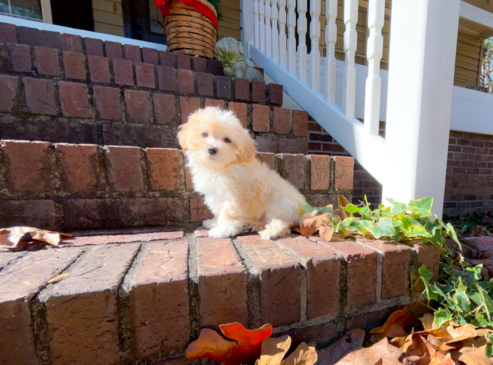 Maltipoo Pup Being Cute