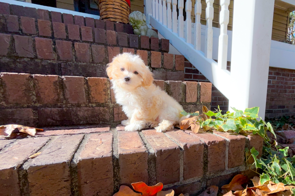 9 week old Maltipoo Puppy For Sale - Simply Southern Pups