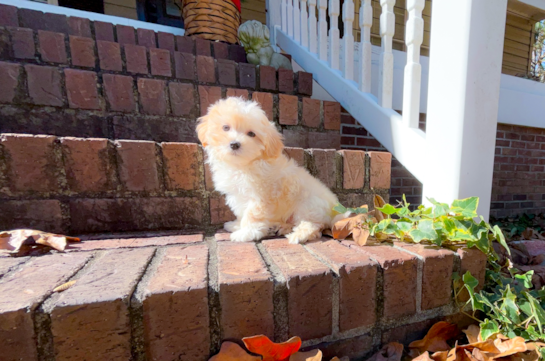 Maltipoo Pup Being Cute