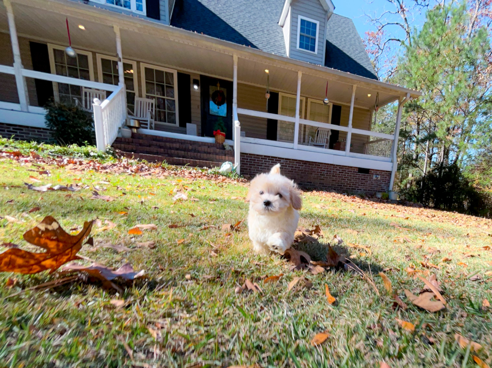 Cute Maltipoo Poodle Mix Pup
