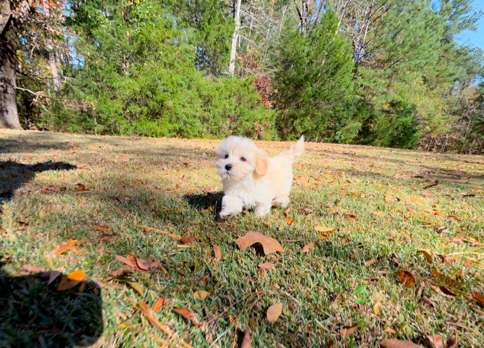 Maltipoo Puppy for Adoption