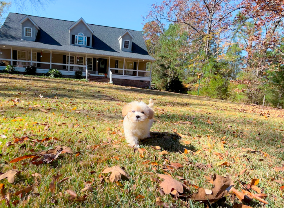 Maltipoo Pup Being Cute