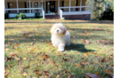 Maltipoo Puppy for Adoption