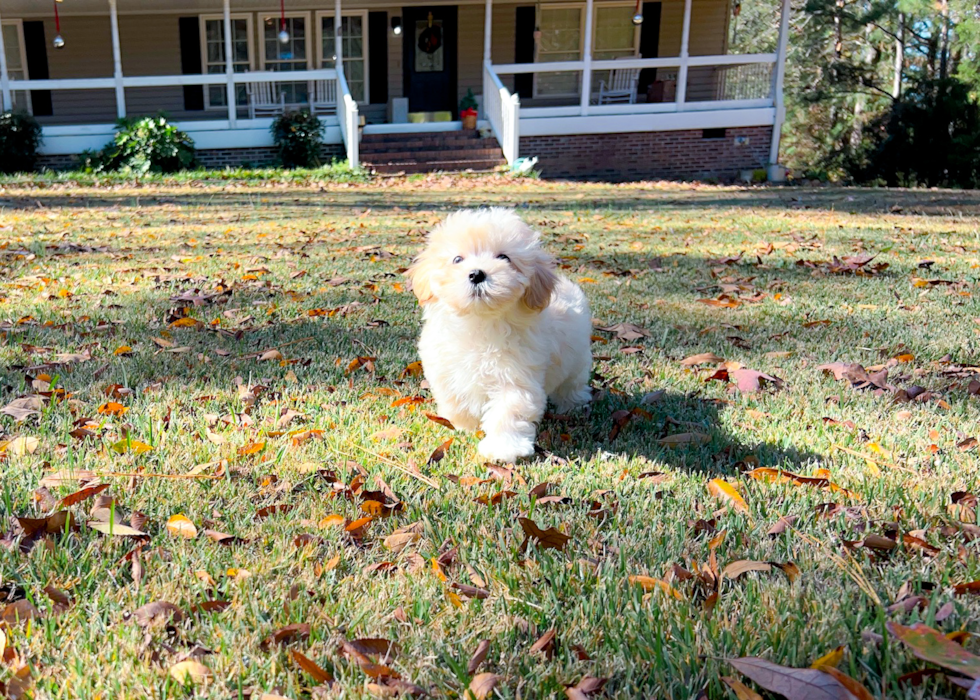 Maltipoo Puppy for Adoption
