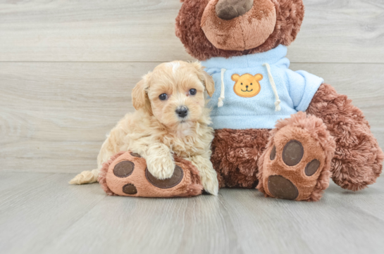 Friendly Maltipoo Baby