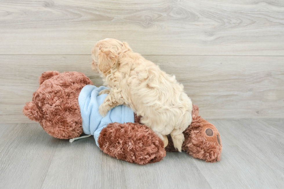 Small Maltipoo Baby