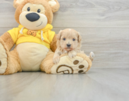 7 week old Maltipoo Puppy For Sale - Simply Southern Pups