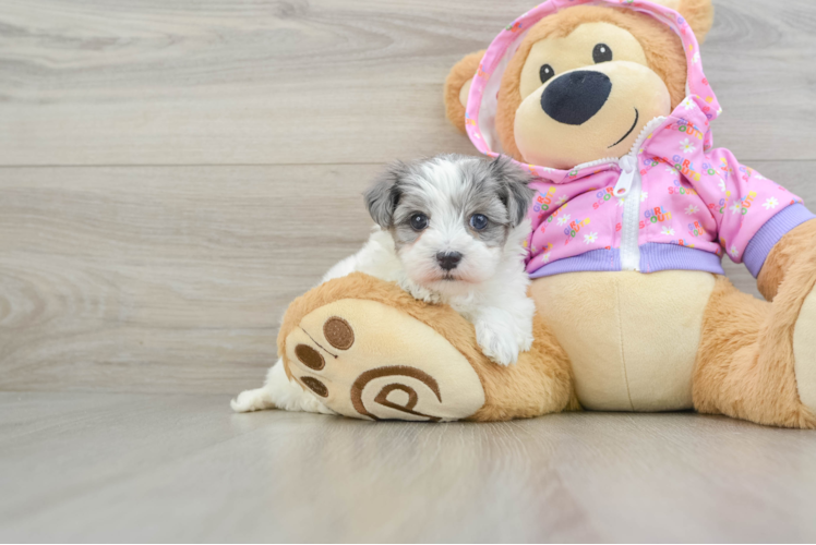 Small Maltipoo Baby