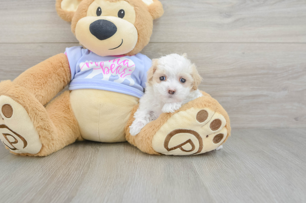 7 week old Maltipoo Puppy For Sale - Simply Southern Pups