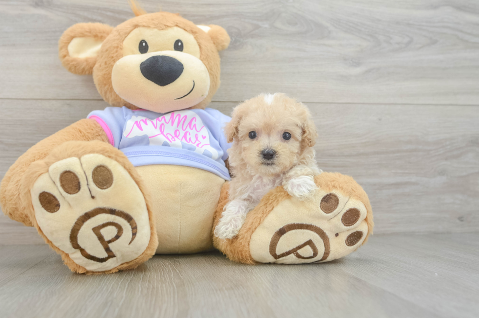 7 week old Maltipoo Puppy For Sale - Simply Southern Pups