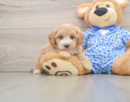 10 week old Maltipoo Puppy For Sale - Simply Southern Pups