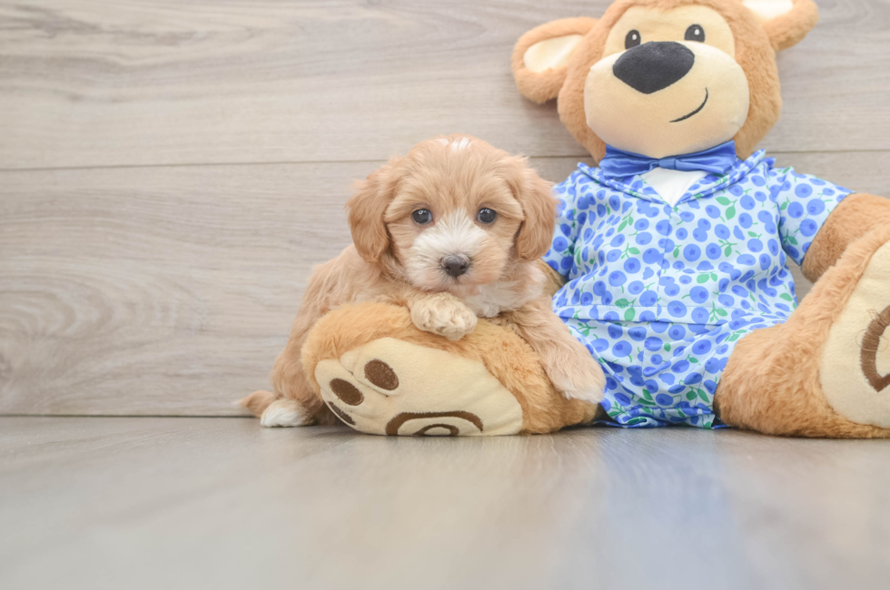 6 week old Maltipoo Puppy For Sale - Simply Southern Pups
