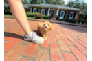 Cute Maltipoo Baby