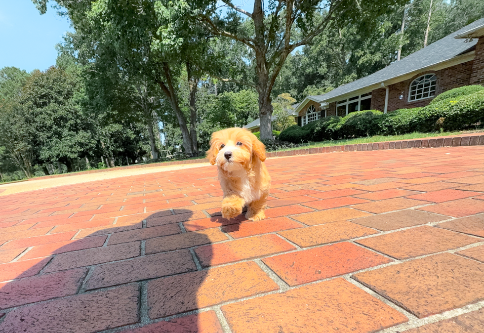 Cute Maltipoo Poodle Mix Pup