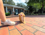 10 week old Maltipoo Puppy For Sale - Simply Southern Pups