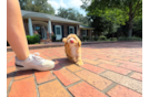 Cute Maltipoo Baby