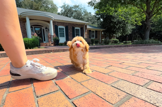 Cute Maltipoo Baby