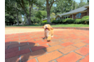 Cute Maltipoo Baby