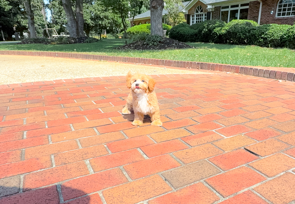 Cute Malt a Poo Poodle Mix Puppy