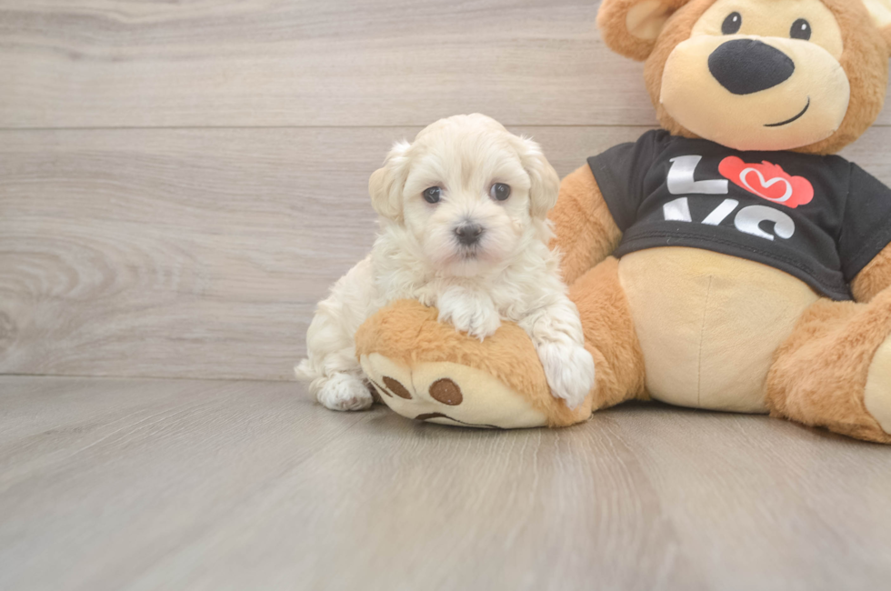 5 week old Maltipoo Puppy For Sale - Simply Southern Pups