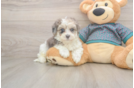 Maltipoo Pup Being Cute