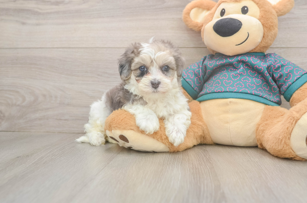 5 week old Maltipoo Puppy For Sale - Simply Southern Pups