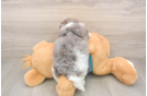 Friendly Maltipoo Baby