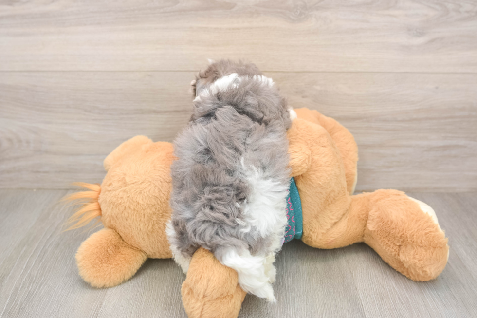 Friendly Maltipoo Baby