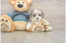 Smart Maltipoo Poodle Mix Pup