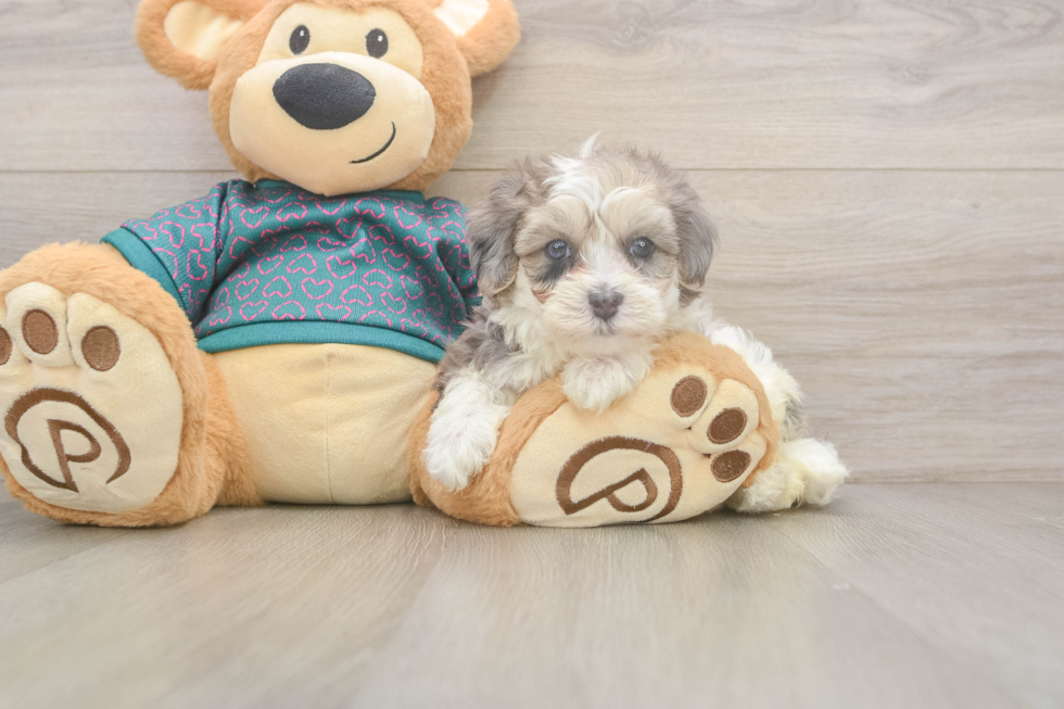 Smart Maltipoo Poodle Mix Pup