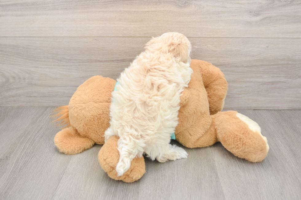 Maltipoo Puppy for Adoption