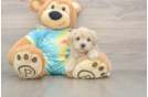 Maltipoo Pup Being Cute