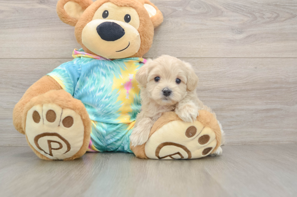 Maltipoo Pup Being Cute