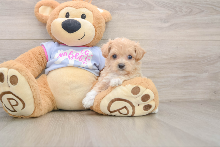 Maltipoo Pup Being Cute