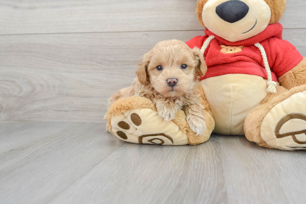 Petite Maltipoo Poodle Mix Pup