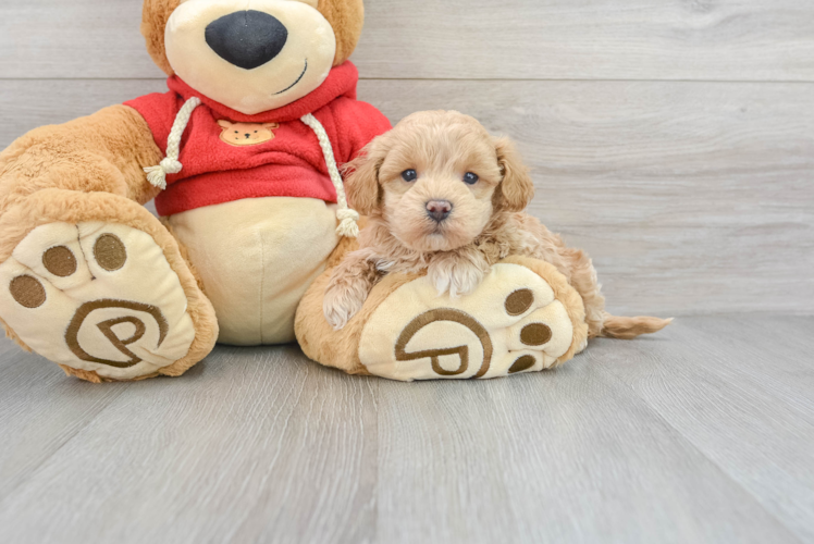 Maltipoo Puppy for Adoption