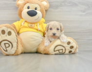 7 week old Maltipoo Puppy For Sale - Simply Southern Pups