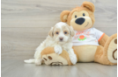 Little Maltepoo Poodle Mix Puppy