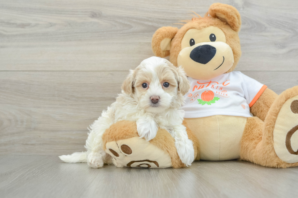 6 week old Maltipoo Puppy For Sale - Simply Southern Pups