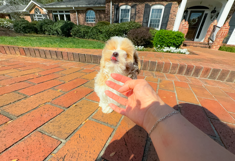 Best Maltipoo Baby