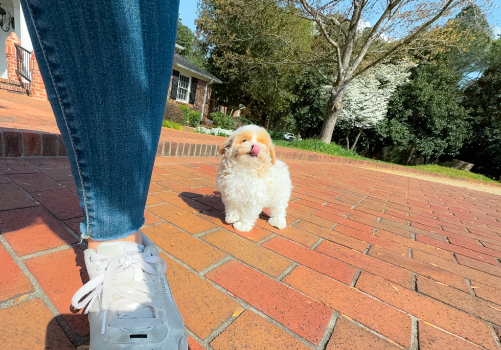 Cute Malt a Poo Poodle Mix Puppy