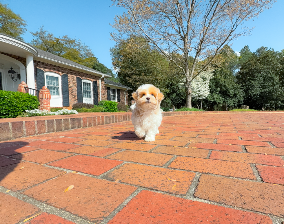 Maltipoo Pup Being Cute